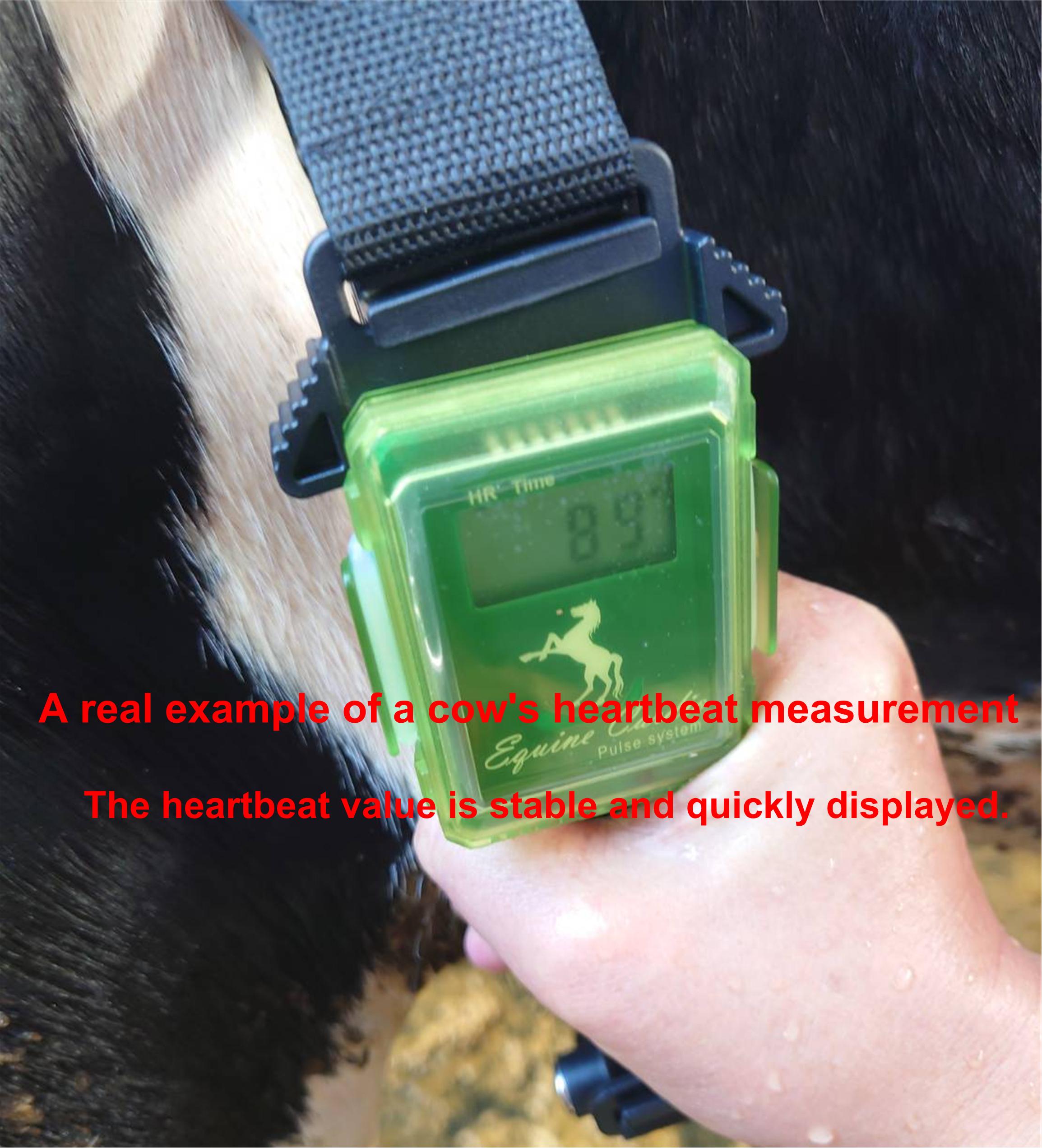 Lifevisa,lifevisa,Taiwan Biotronic,A real example of a cow's heartbeat measurement,heart rate monitor,Biotronic pulse heart rate monitor,